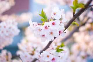 DSC_0091sakura .jpg
